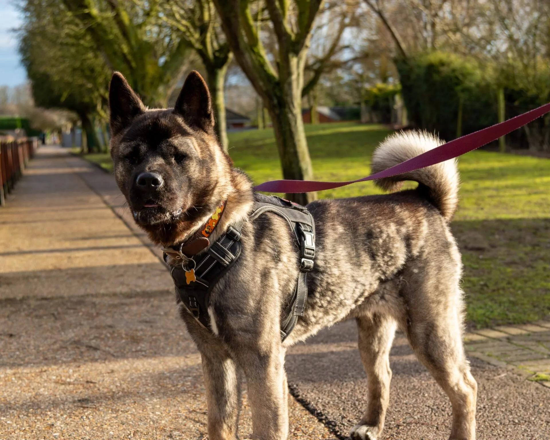 A large American Akita with a thick, brindle coat and upright ears stands on a park path, wearing a black harness and leash. Trees and grass are visible in the background on a sunny day.