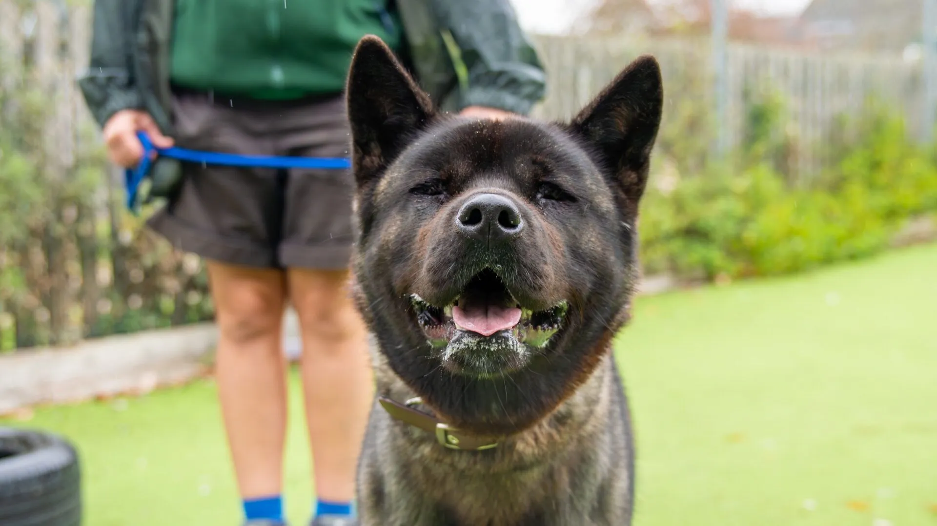 A close-up of a large, dark-colored American Akita with pointed ears standing outdoors on grass, mouth open and appearing to smile, as a person in shorts and a green jacket holds its leash in the background.