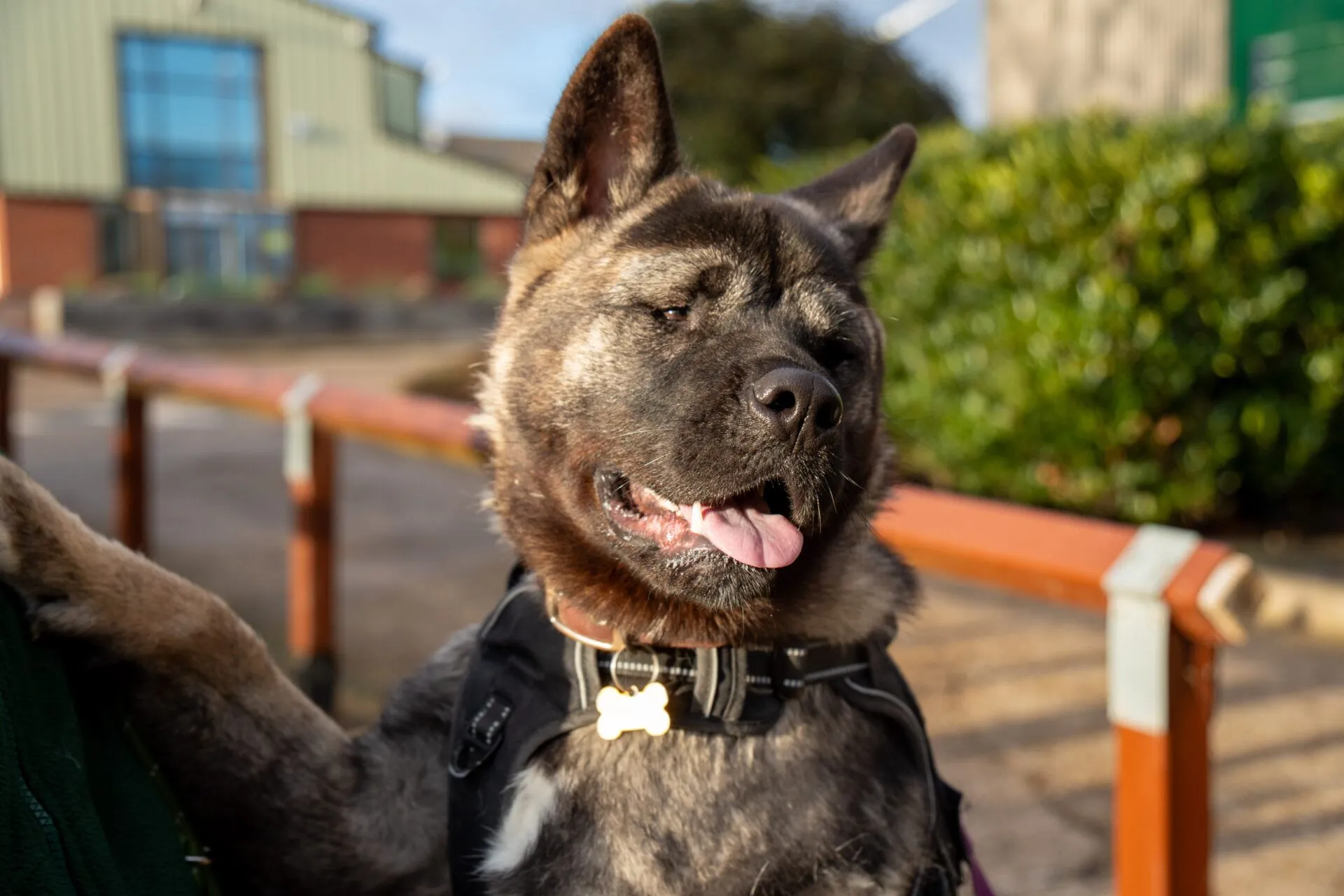 An American Akita with a harness and bone-shaped tag pants happily outdoors, surrounded by greenery and a blurred building in the sunny background.