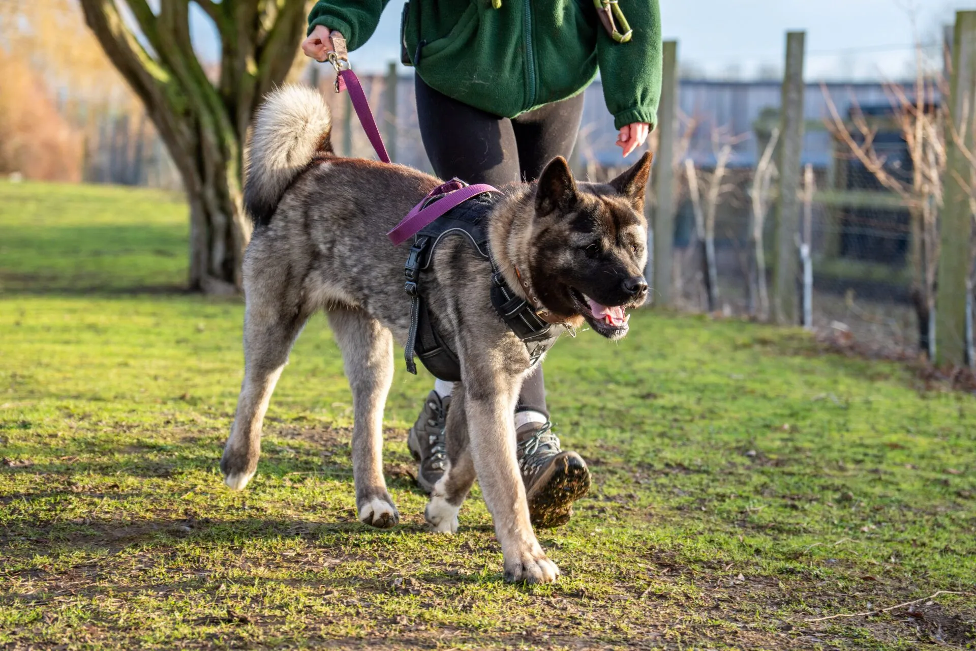 A large, fluffy American Akita with a curled tail walks on grass, wearing a harness and purple leash held by a person in a green jacket and black pants. Trees and a fence are visible in the background.