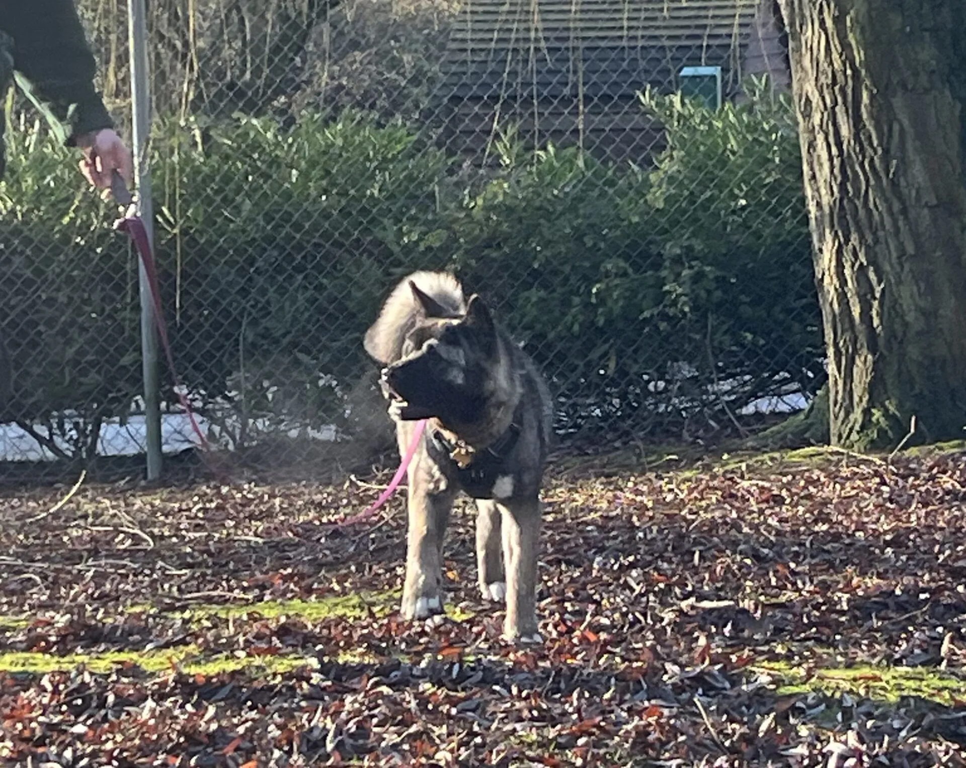 A fluffy, grey American Akita on a pink leash stands outdoors on fallen leaves, looking to the side. A person’s hand holds the leash, with a tree and bushes in the background as sunlight shines on the scene.