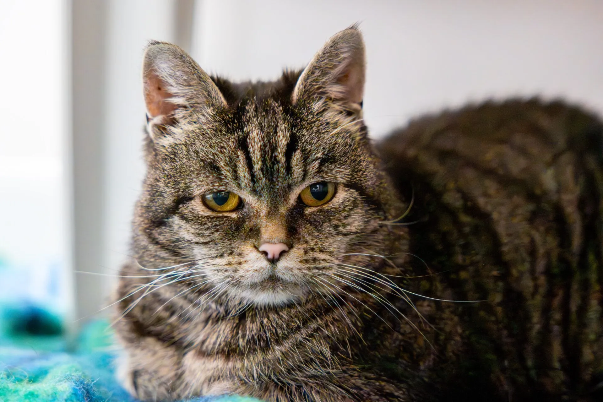 A close-up of a tabby cat with green eyes and a serious expression, lying on a blue and green blanket indoors.