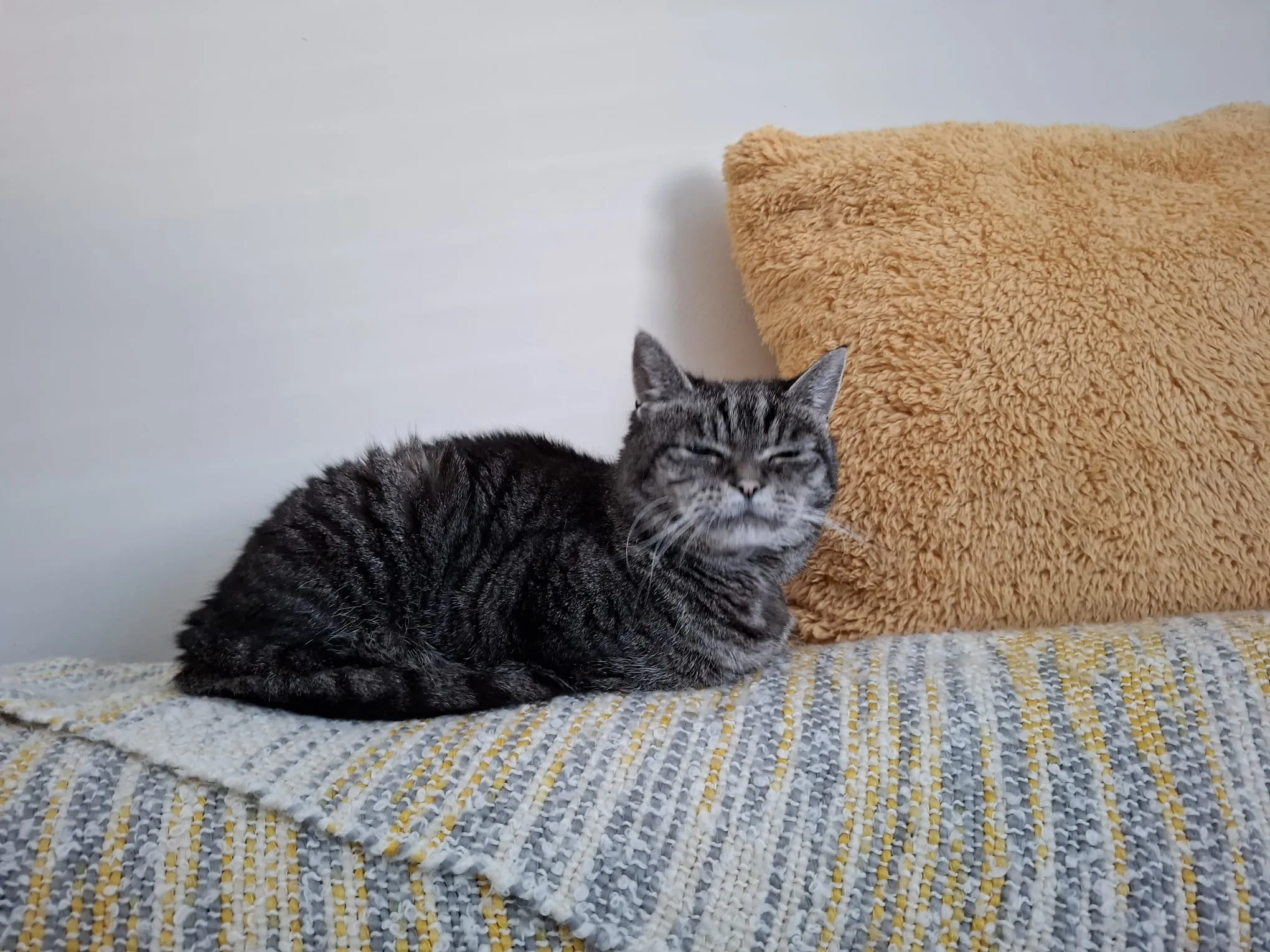A gray tabby cat is resting on a striped blanket near a large, fluffy yellow pillow, with its eyes closed, appearing relaxed and comfortable.