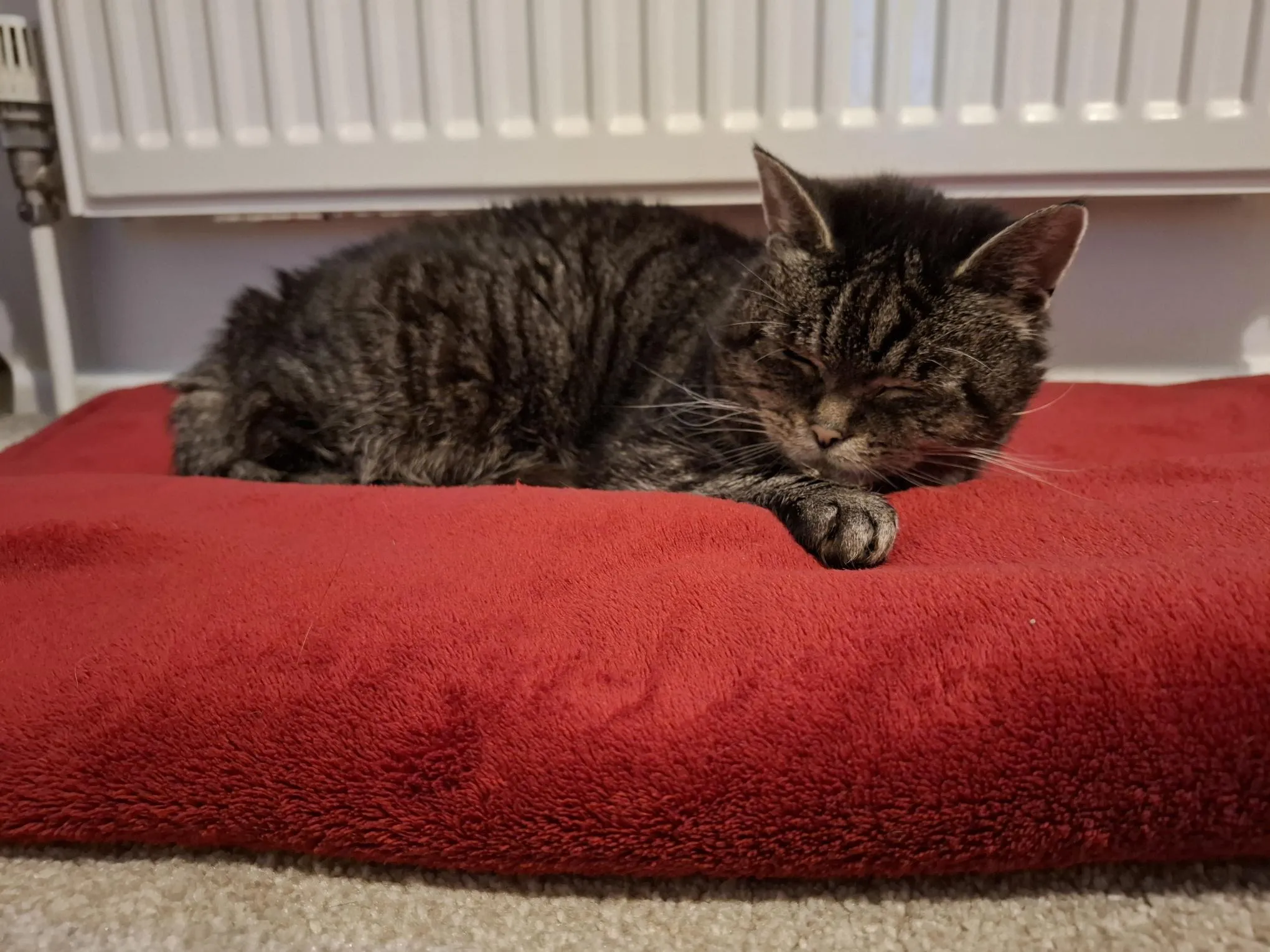 A tabby cat is sleeping on a bright red blanket in front of a white radiator, lying on a beige carpet.