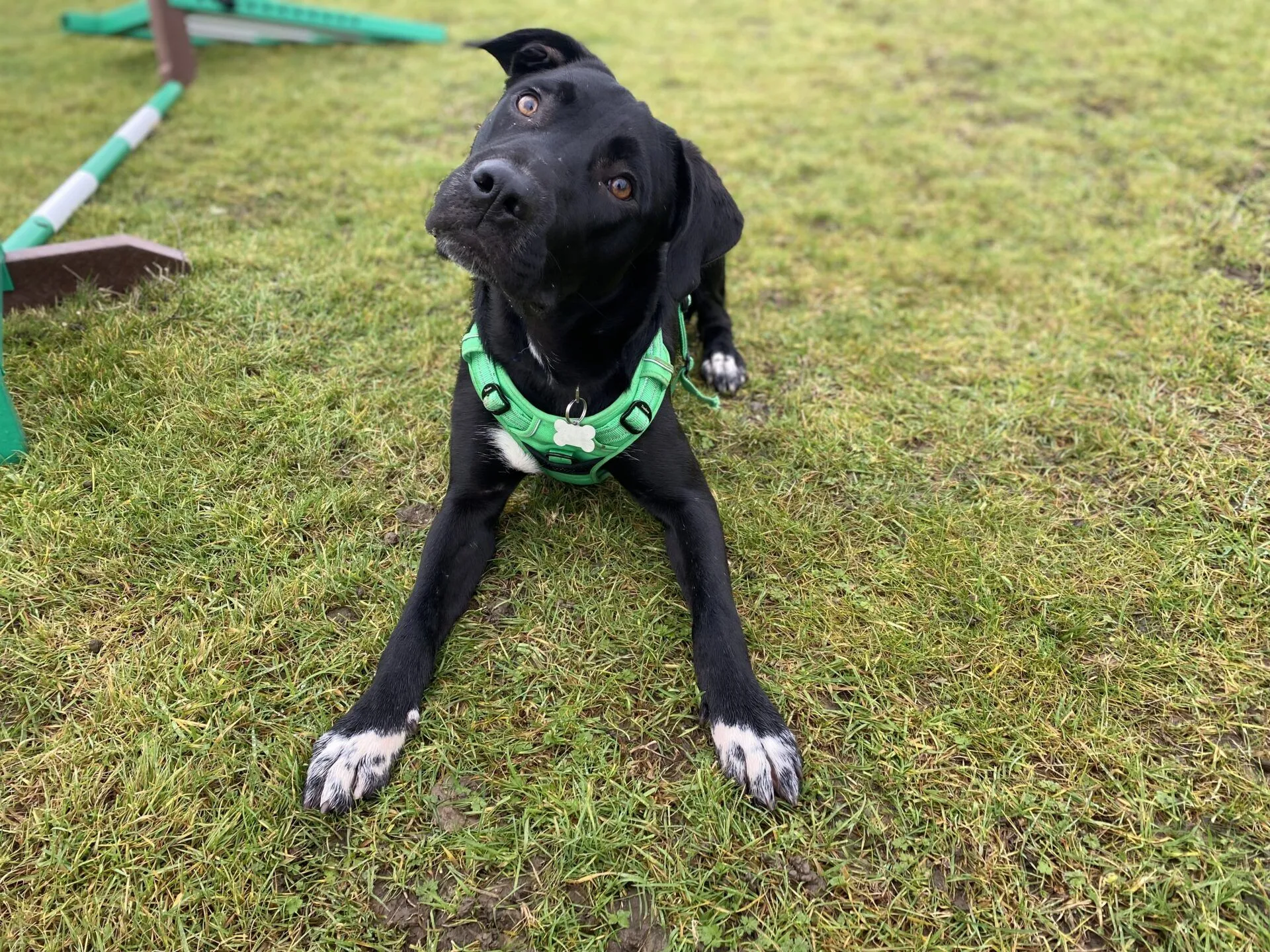 A black dog with white paws beans in a green harness lying on grass looking at the camera.