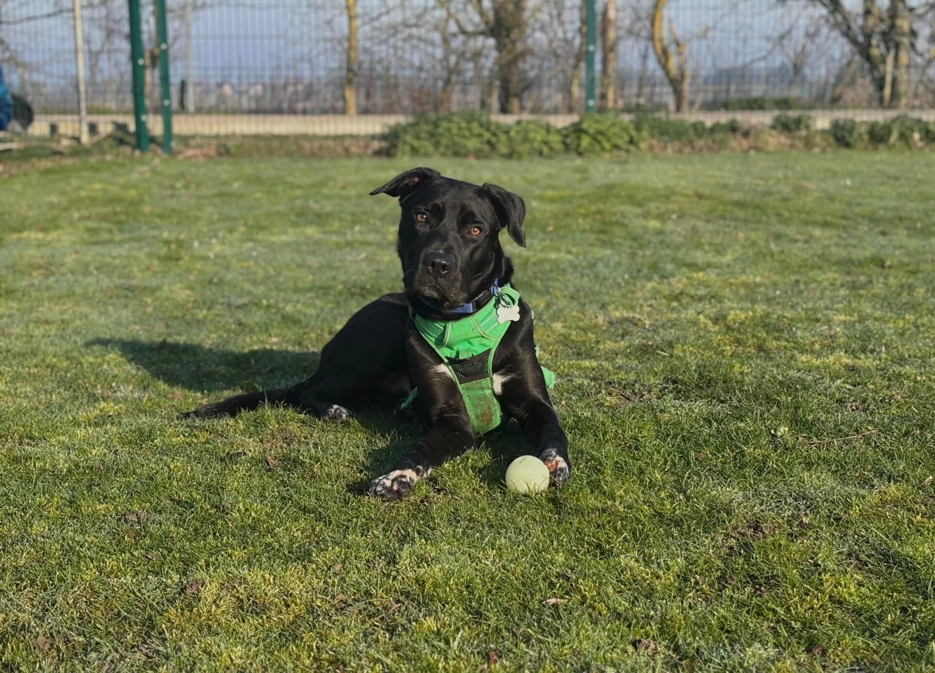 A black cross breed dog wearing a green harness lies on grass in a sunny outdoor area, looking at the camera with a yellow tennis ball in front of its paws. Trees and a fence are visible in the background.