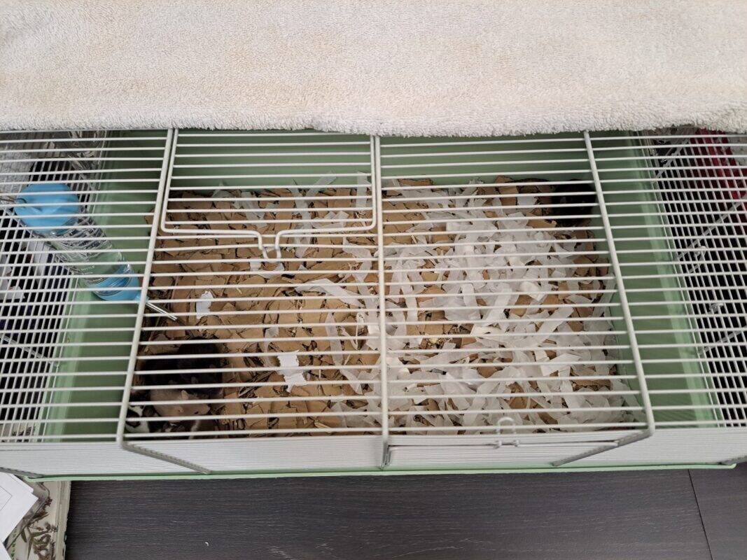 A small animal cage with shredded paper bedding, a water bottle on the left, and a small dark animal—possibly a mouse or hamster—in the bottom left corner. Wondering how many mice are inside? A towel covers part of the cage top.