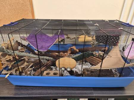A large blue and black wire cage sits on a table, filled with toys, tunnels, hammocks, and structures for small pets like rodents. Bedding and food bowls are visible—perfect for anyone wondering how many mice could comfortably live inside.