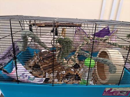 A small animal cage with ropes, hammocks, wooden branches, a plastic wheel, and toys inside—perfect if you’re wondering how many mice can comfortably live in a blue cage with black bars set against a light-coloured wall.