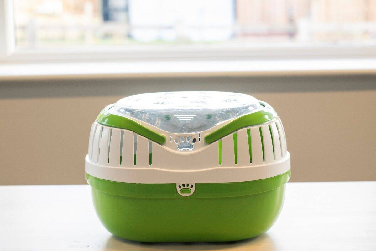 A green and white plastic pet carrier with a transparent lid sits on a light-coloured table in front of a window with blurred outdoor scenery, leaving one to wonder how many mice might be inside.