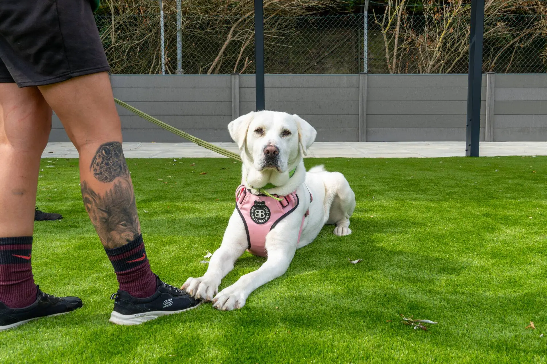 A white crossbreed dog named Mavis, wearing a pink harness, lies on green grass looking forward, while on a lead held by a person with a lion tattoo on their leg.