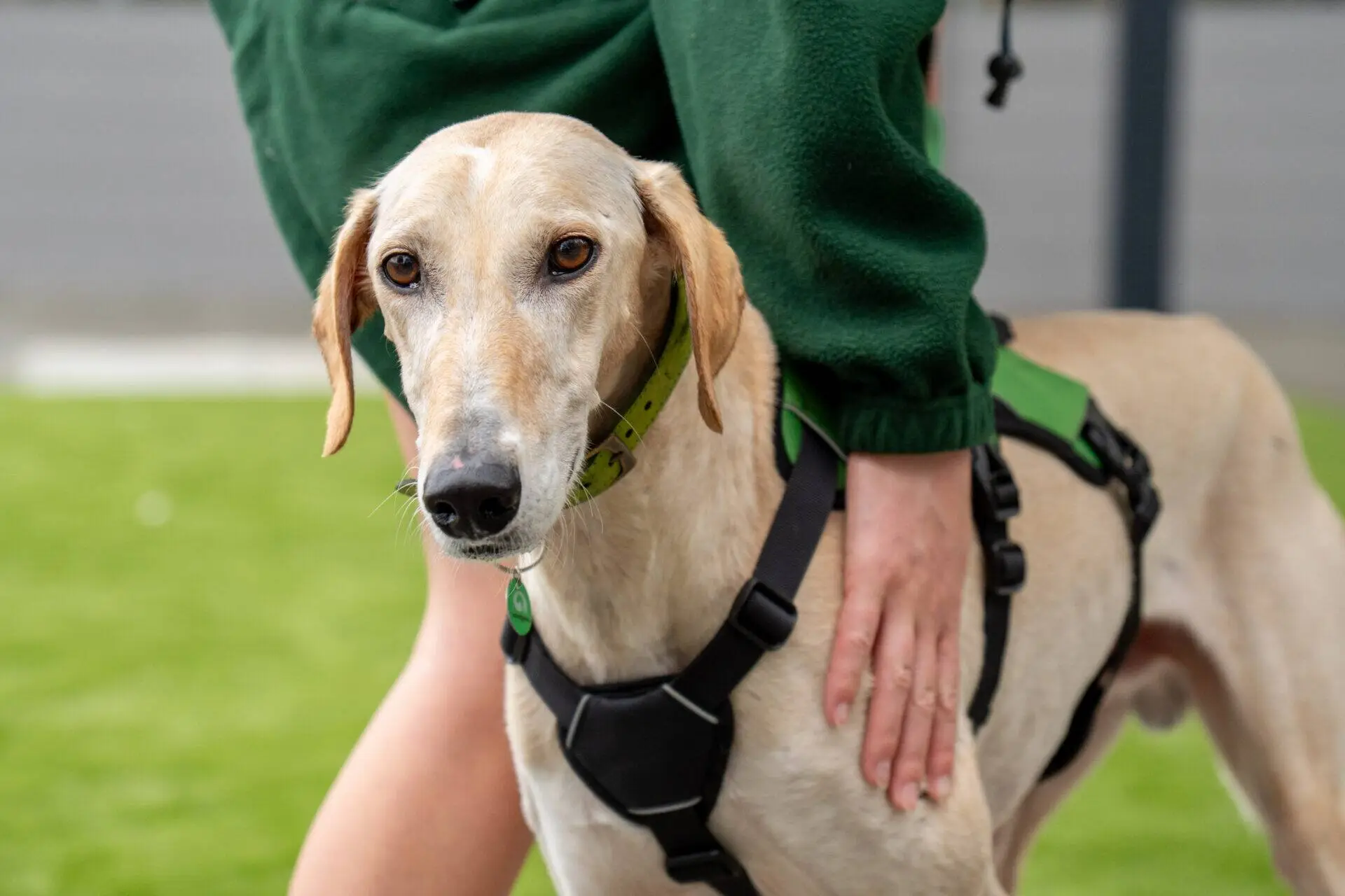 A light tan lurcher wearing a green collar and black harness stands on grass whilst a person in a green jumper gently holds its side.