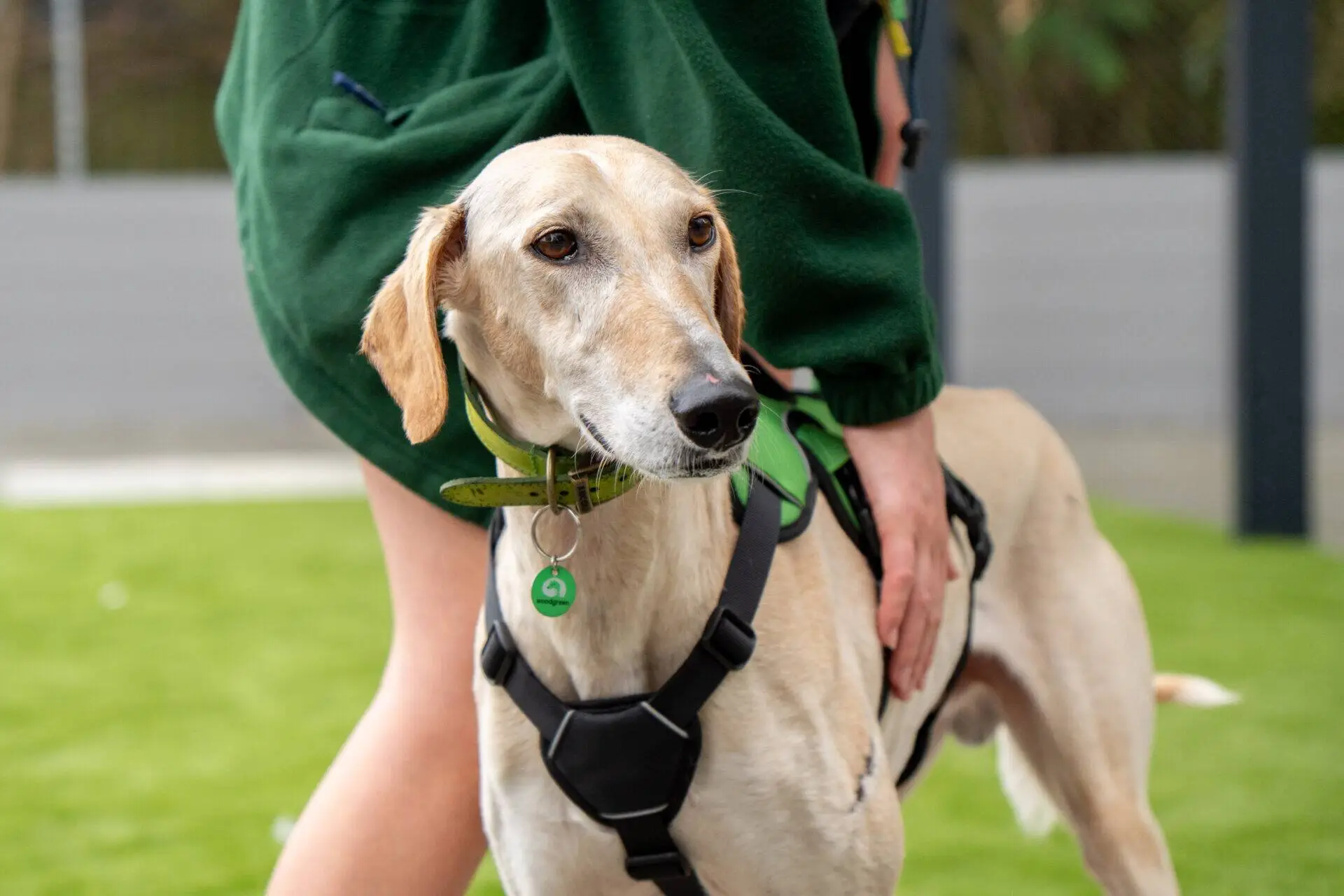 A tan dog wearing a harness stands on green grass while a person in a green jacket gently holds its side. The dog looks alert and slightly to the left.