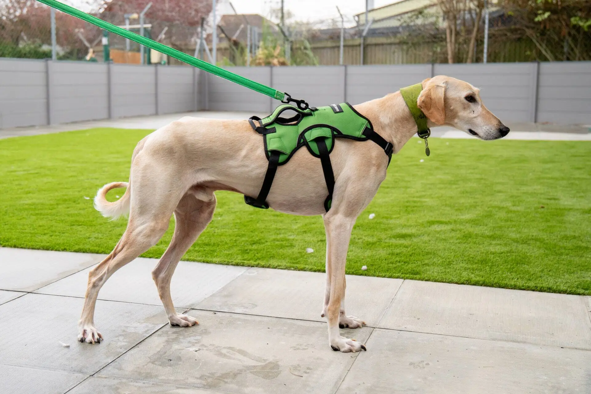 A slender tan lurcher wearing a green harness and lead stands on a patio next to artificial grass, with a fenced garden and trees in the background.