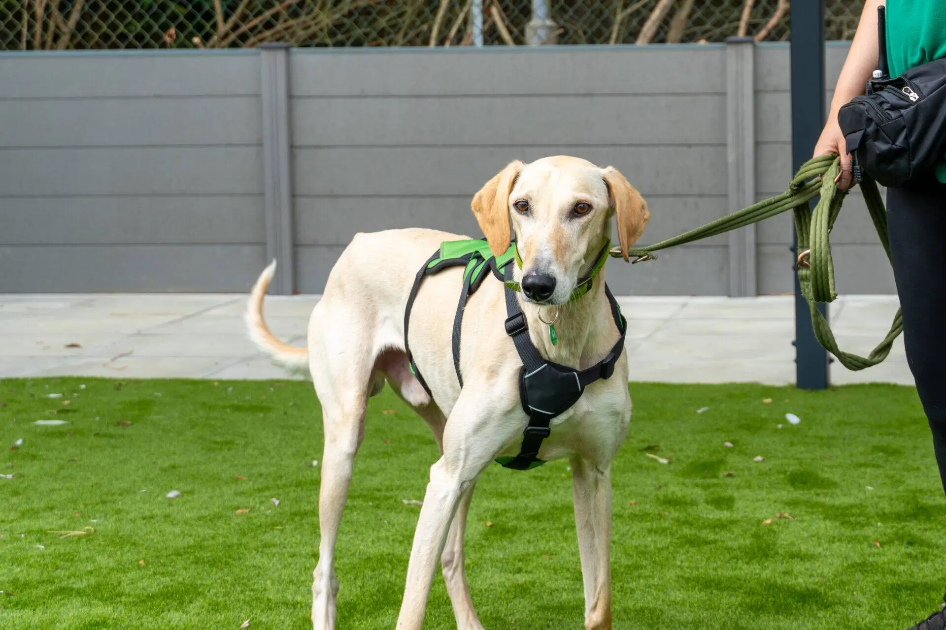 A tan dog wearing a black and green harness stands on green artificial grass, held on a lead by a person whose arm and waist are partially visible. A grey fence and some greenery are in the background.