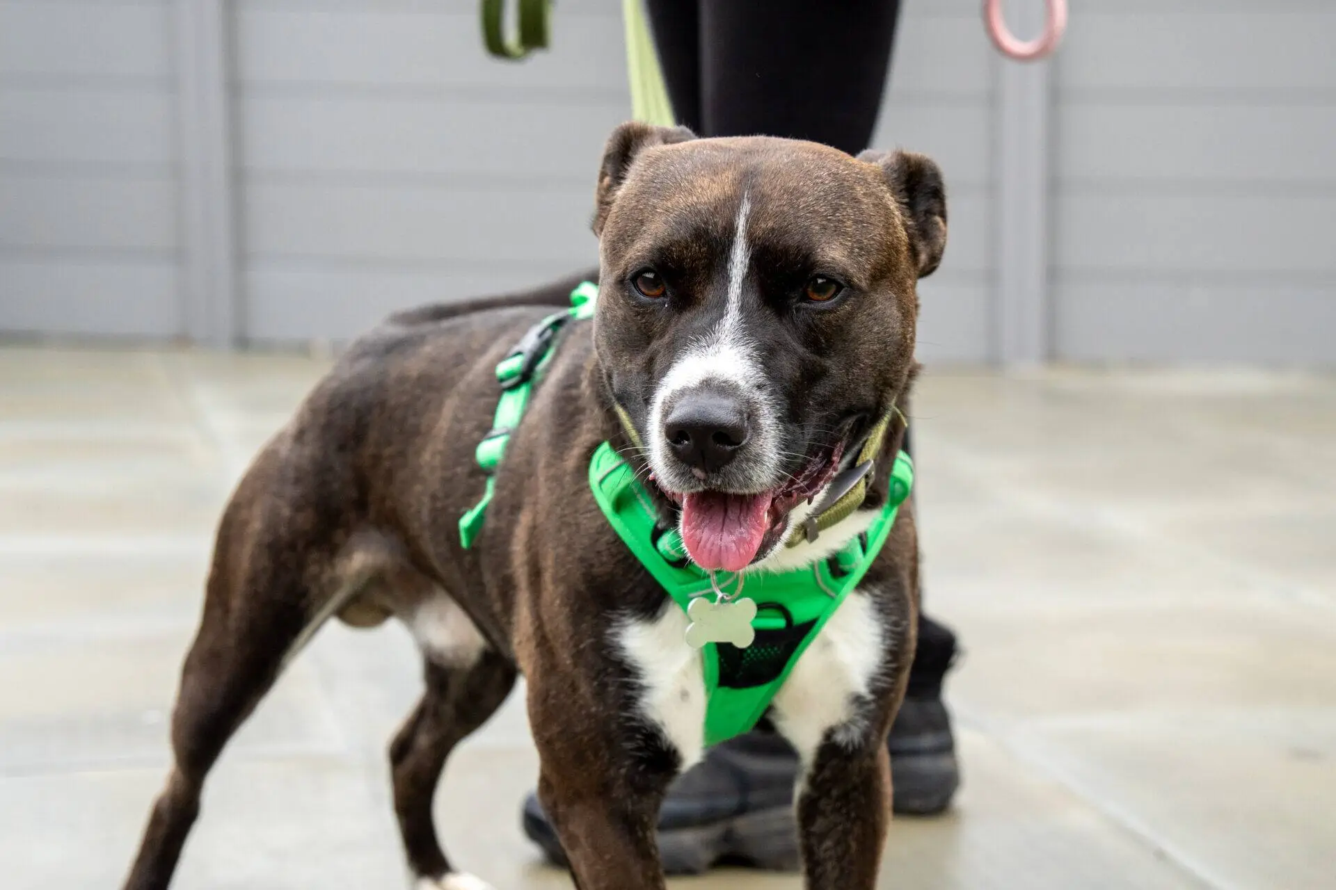 A brown and white Staffordshire Bull Terrier cross wearing a green harness stands on a paved surface, looking at the camera with its tongue out. A person’s legs are visible behind the dog.