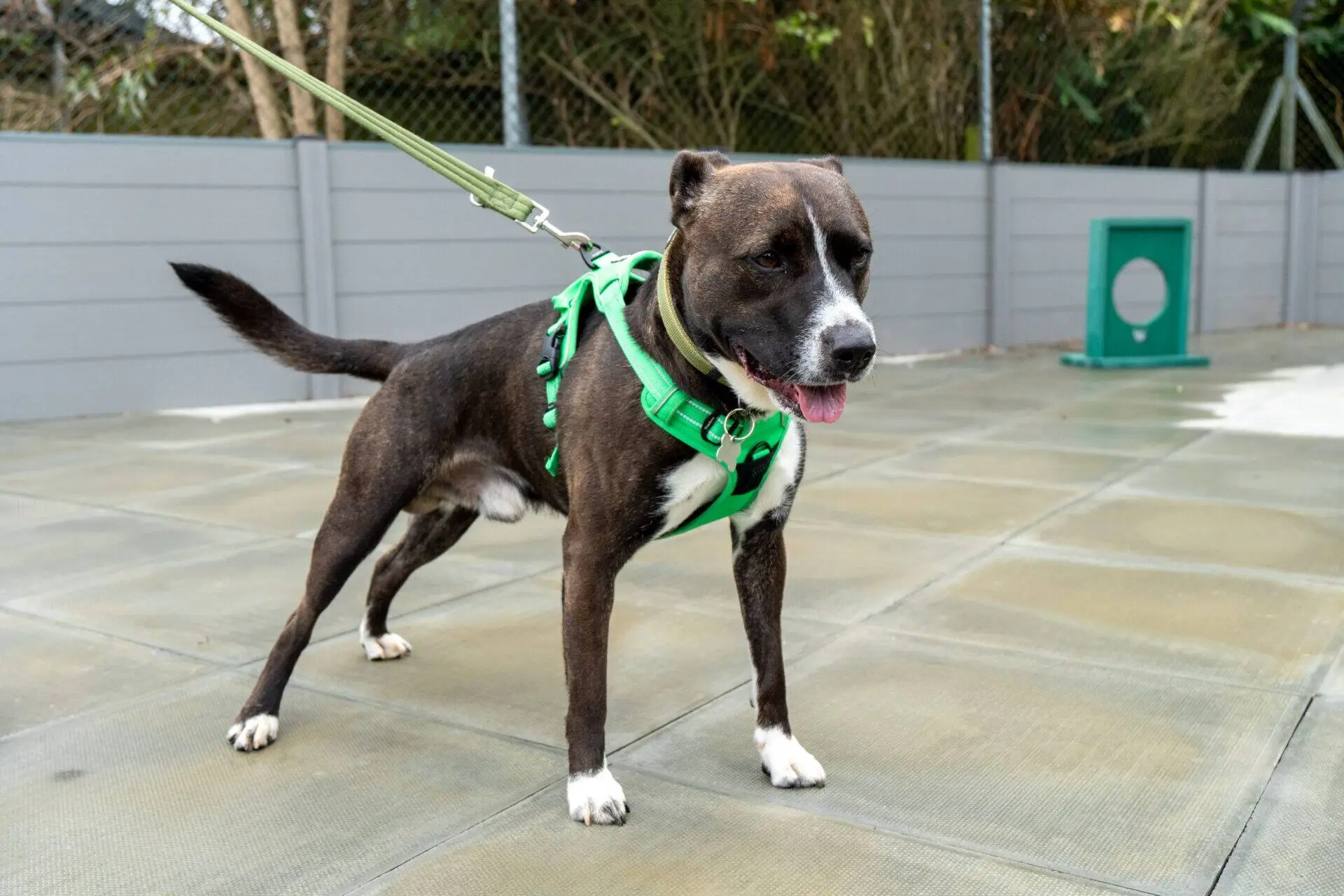 A black and white dog wearing a bright green harness stands on a tiled surface, on a lead, with its tongue out. There is a grey fence and greenery in the background.