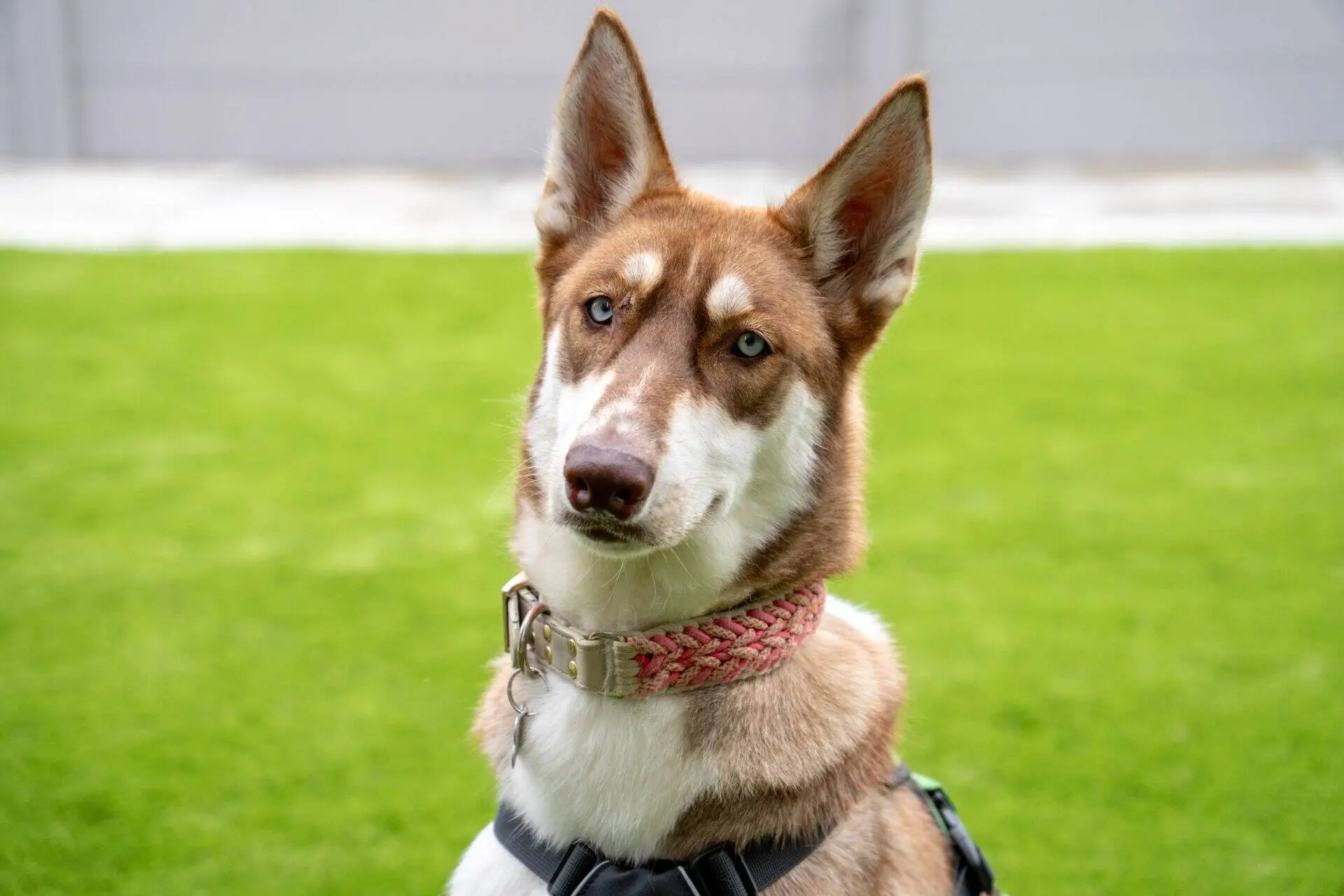 A brown and white dog with upright ears and blue eyes sits on green grass, wearing a pink collar and black harness, looking at the camera.