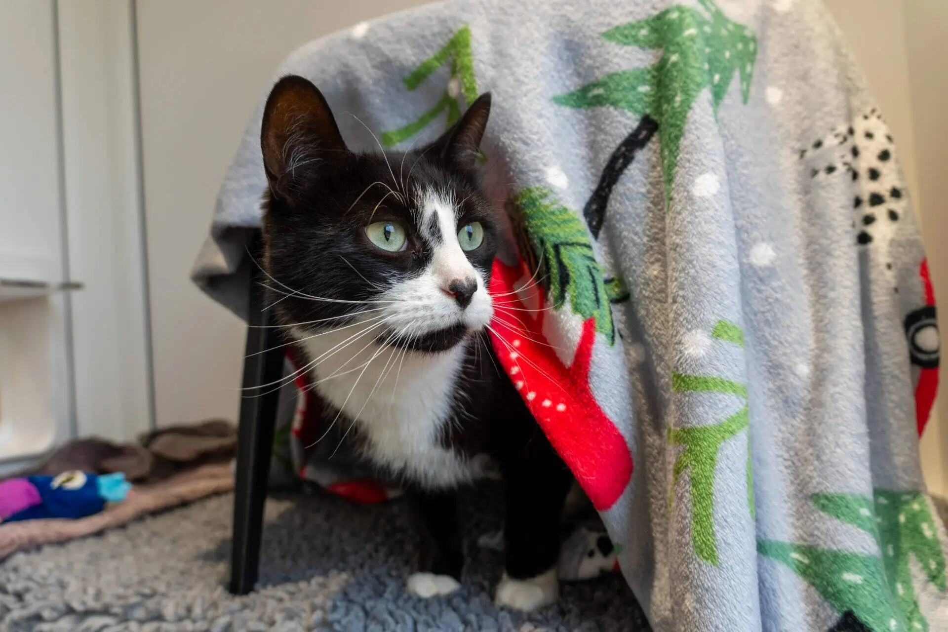 A black and white cat with green eyes stands under a colourful blanket draped over a chair, looking alert. The blanket has green palm tree and red mushroom patterns. The cat is on a grey textured rug.