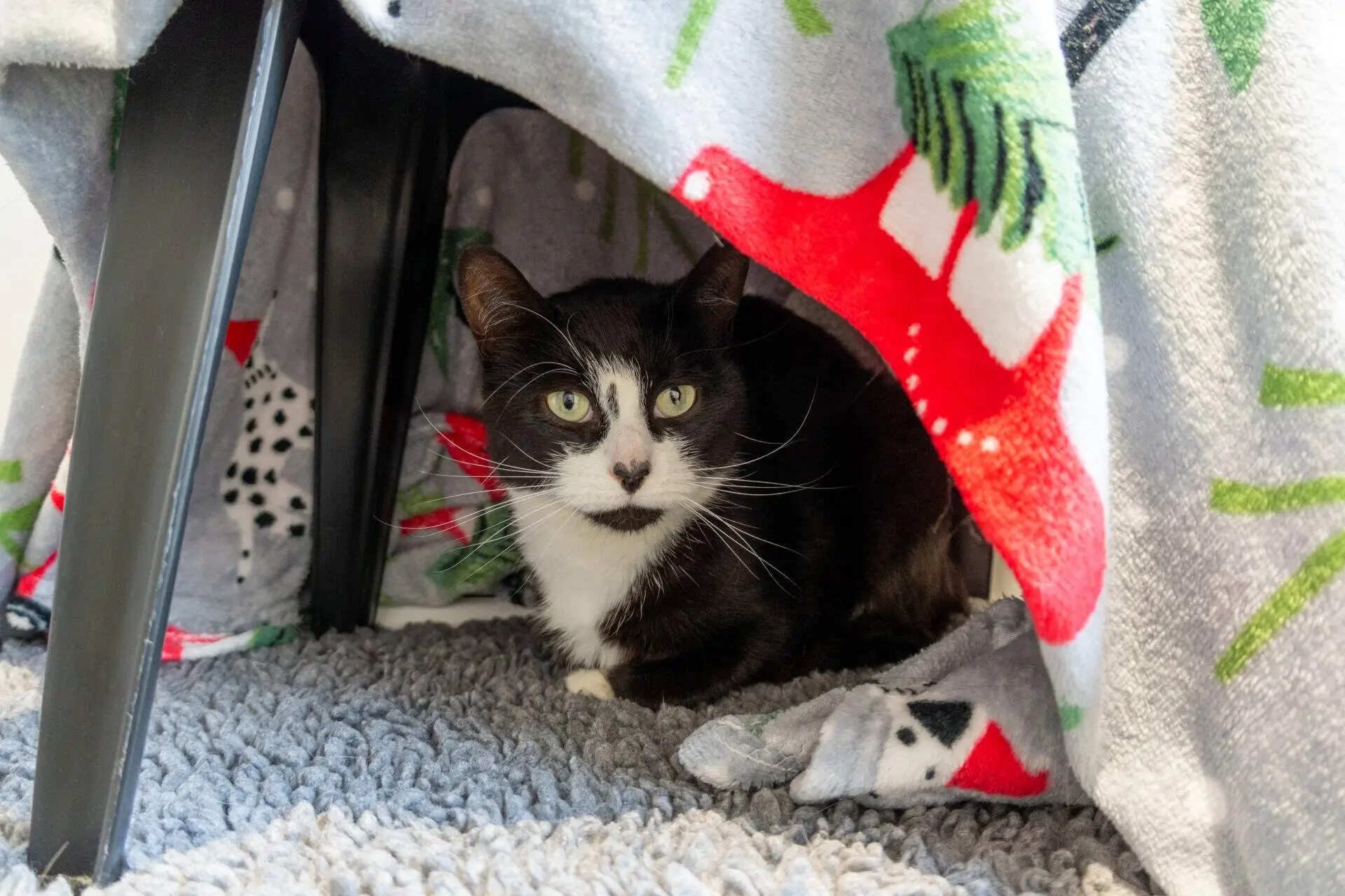 A black and white cat sits under a chair draped with a festive blanket, peeking out with wide eyes. The floor is covered with a soft, grey rug.