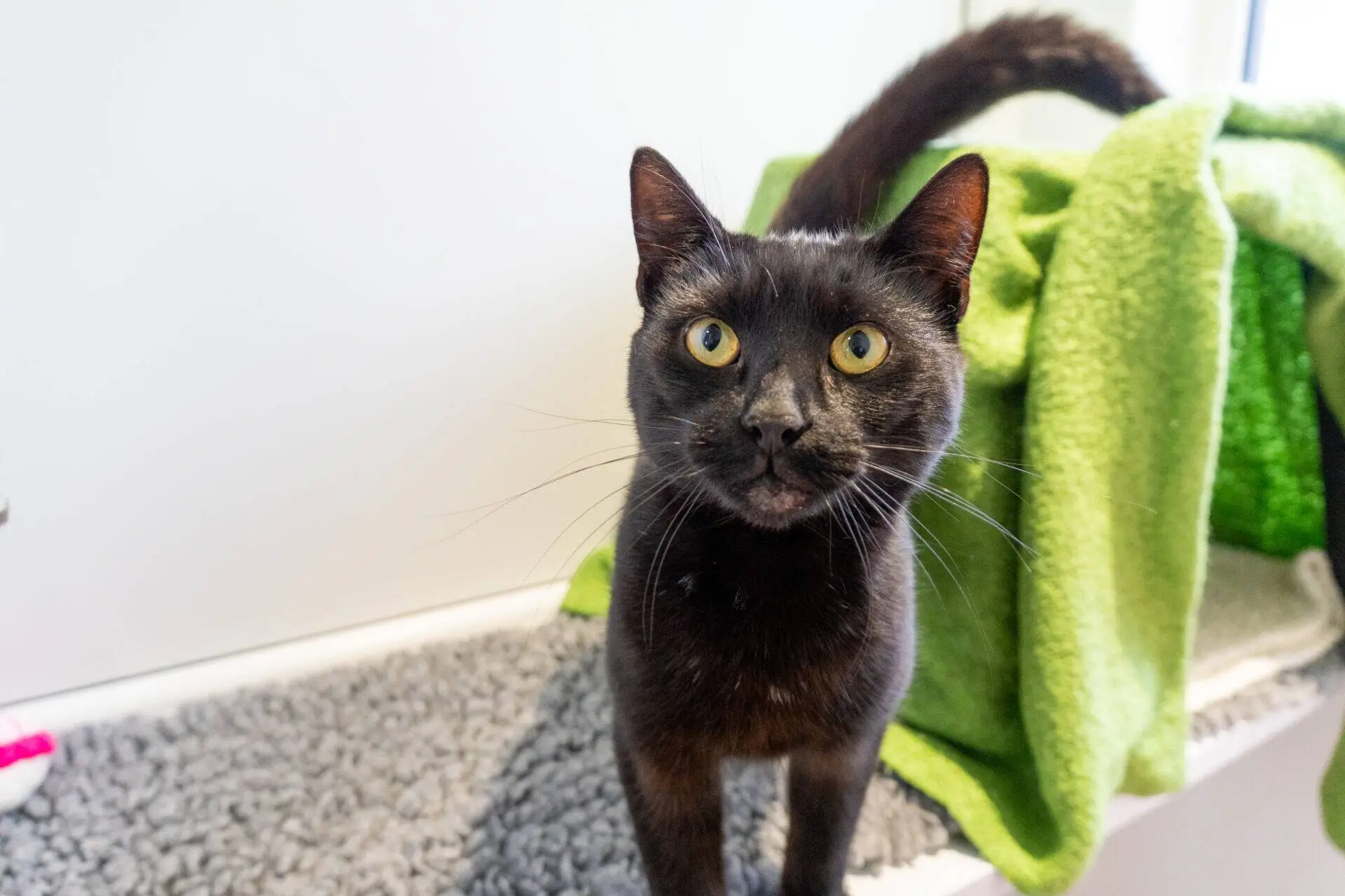 A black cat with yellow eyes stands on a grey textured surface, looking at the camera. A green blanket is draped in the background.