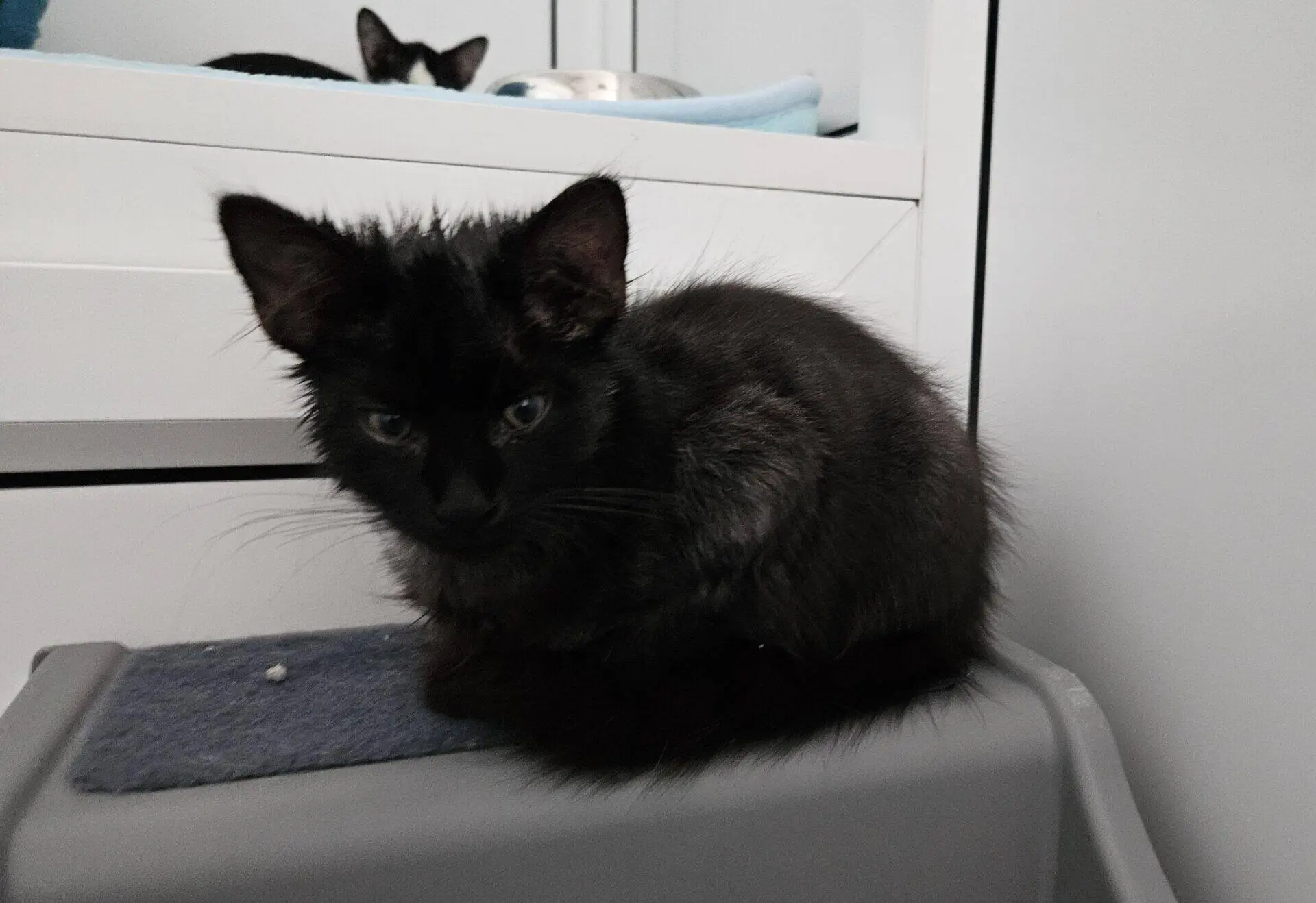 A fluffy black kitten sits on a grey surface, looking towards the camera. Another cat is partially visible in the background, lying on a white shelf with a blue blanket.