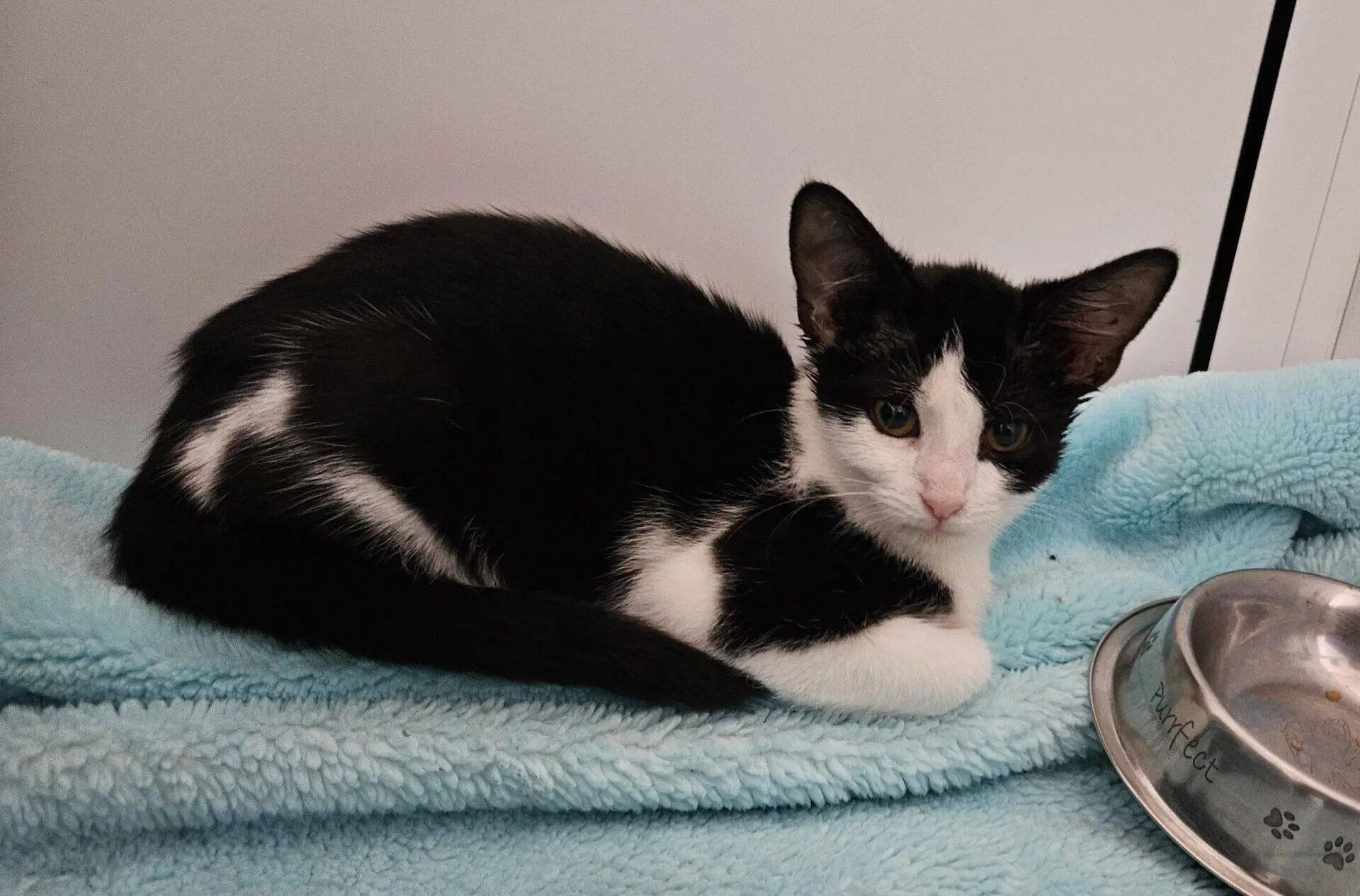 A black and white kitten lies on a light blue blanket next to a metal food bowl. The kitten looks towards the camera with wide eyes.