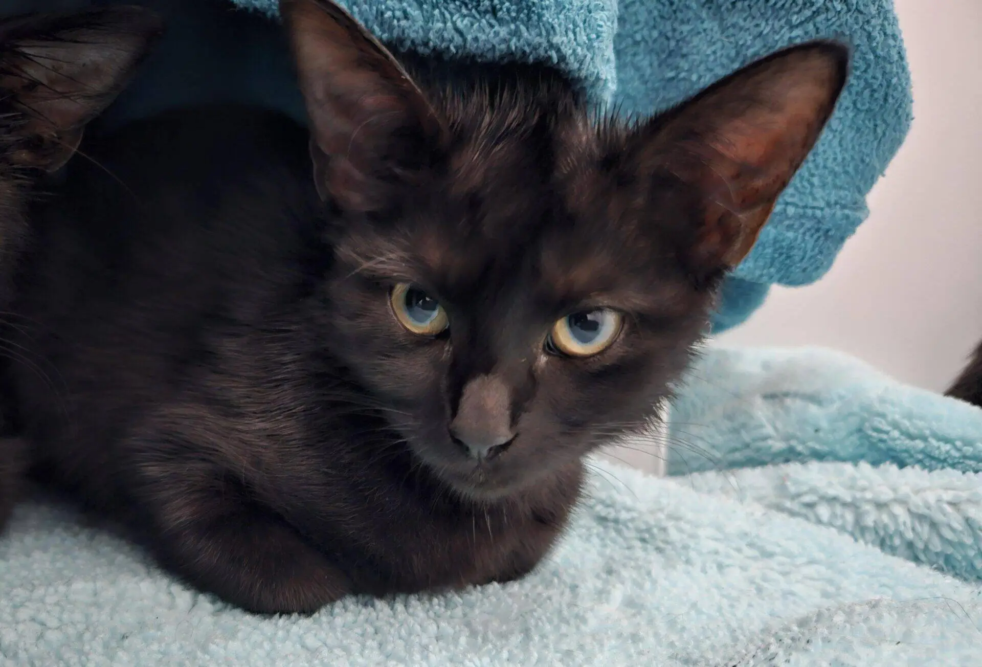 A black kitten with large ears and yellow eyes lies on a light blue towel, looking directly at the camera, partially covered by another blue towel.