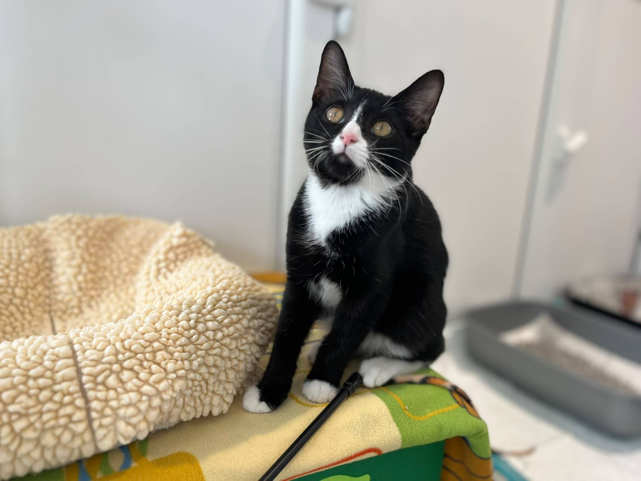 A black and white cat sits alertly next to a fluffy beige pet bed, with a litter tray and white walls in the background.