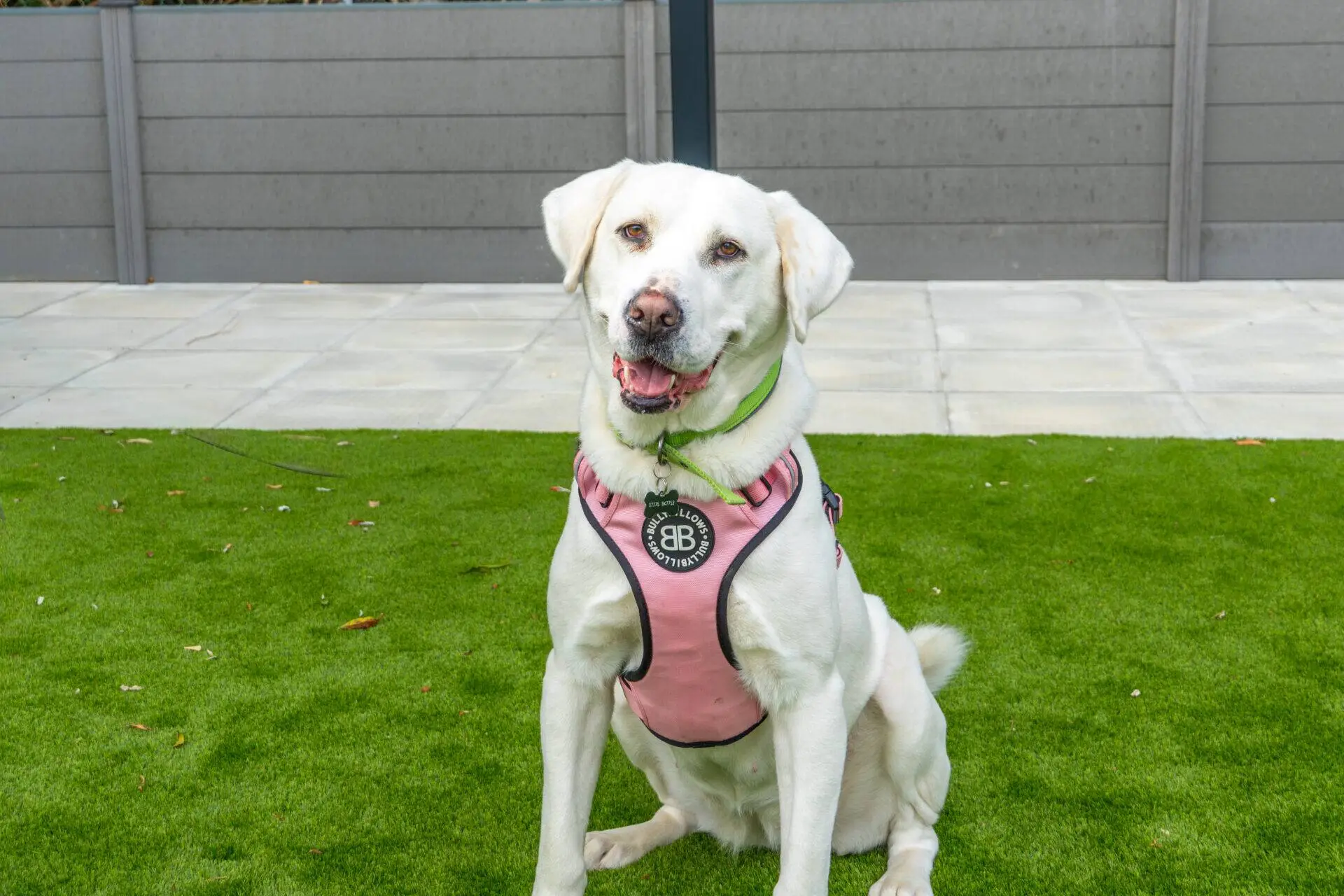 A large crossbreed wearing a pink harness sits on green grass, looking at the camera with its mouth open and ears pricked up. A paved area and fence are visible in the background.