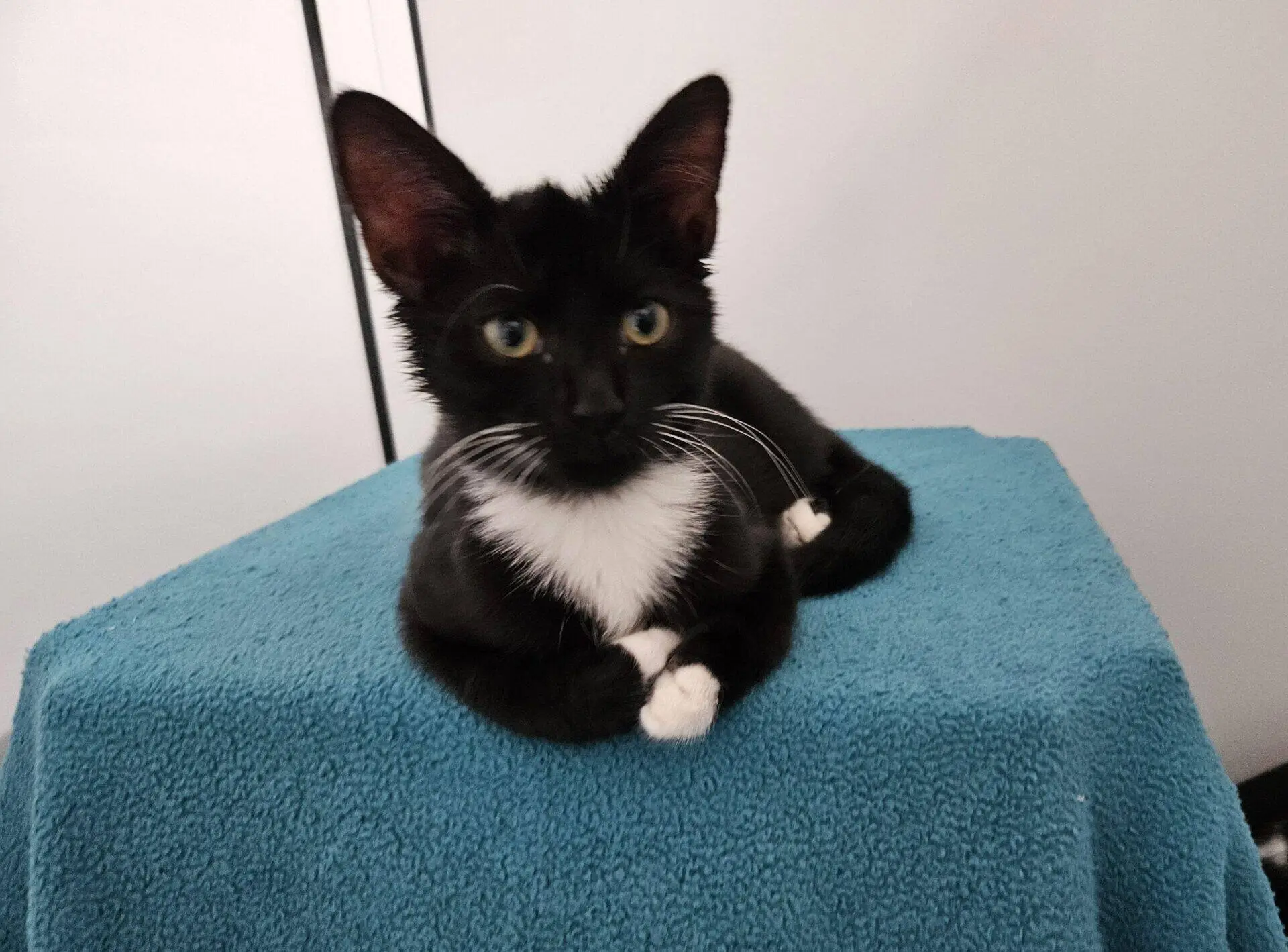 A black and white kitten with a white chest and paws is lying on a bright blue blanket, looking directly at the camera.