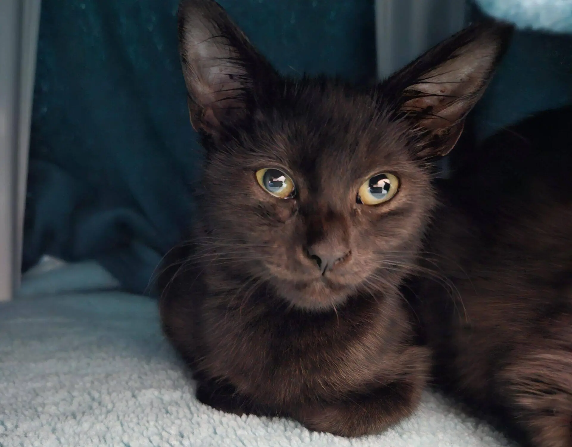 A black cat with golden eyes sits on a light blue towel, looking directly at the camera. The background is a darker blue, creating a cosy atmosphere.