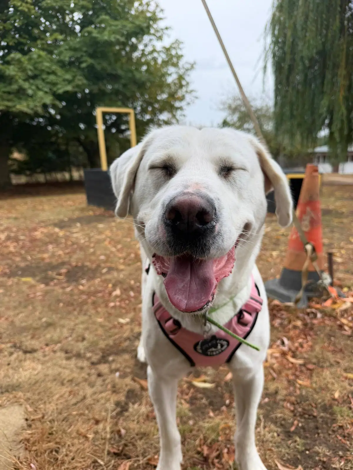 A white crossbreed dog, Mavis, wearing a pink harness stands outdoors, eyes closed and mouth open in a happy expression, with trees, autumn leaves, and an orange traffic cone in the background.