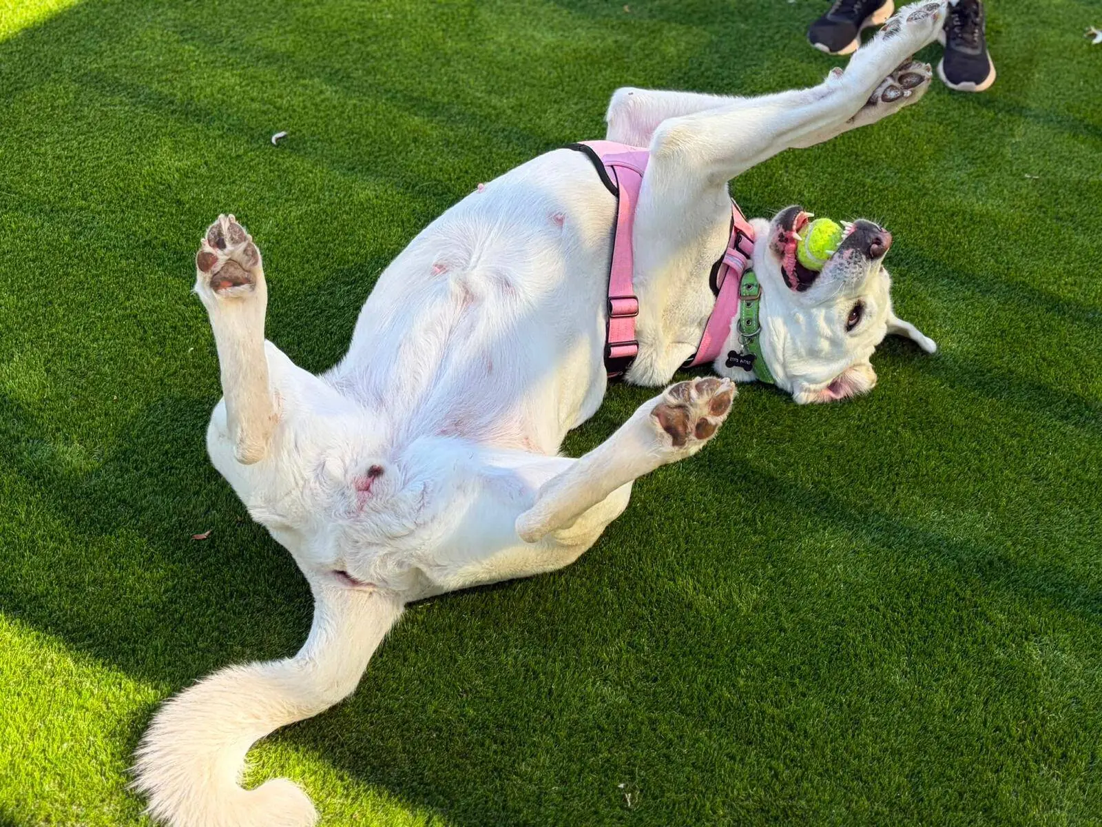 A white crossbreed dog named Mavis, wearing a pink harness, lies on its back on green grass, playfully holding a tennis ball in its mouth. Someone’s shoes are visible in the background.