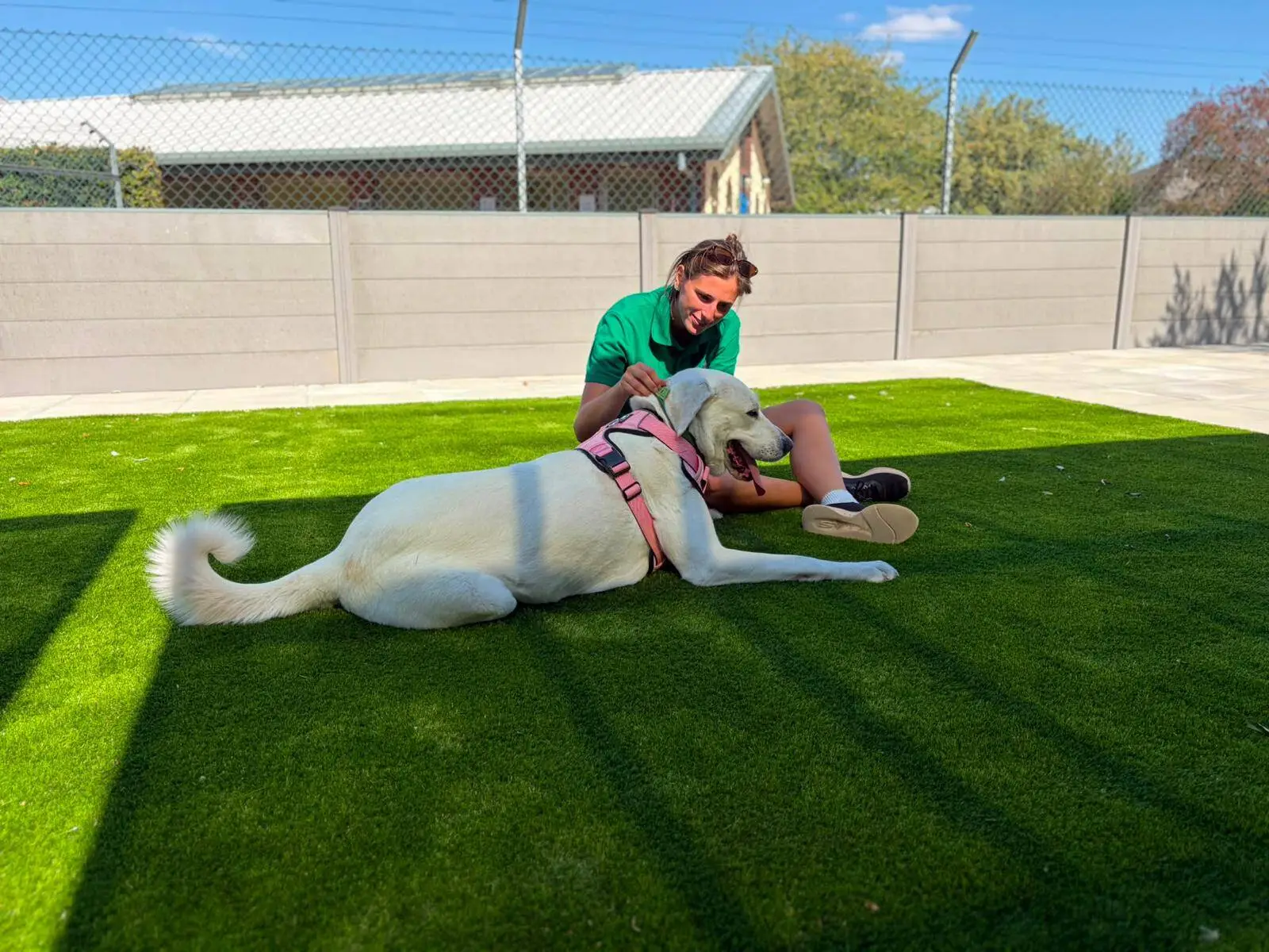 A person in a green shirt sits on artificial grass, smiling and stroking a large white crossbreed dog called Mavis, who is wearing a pink harness. There is a fence and a building in the background under a clear blue sky.