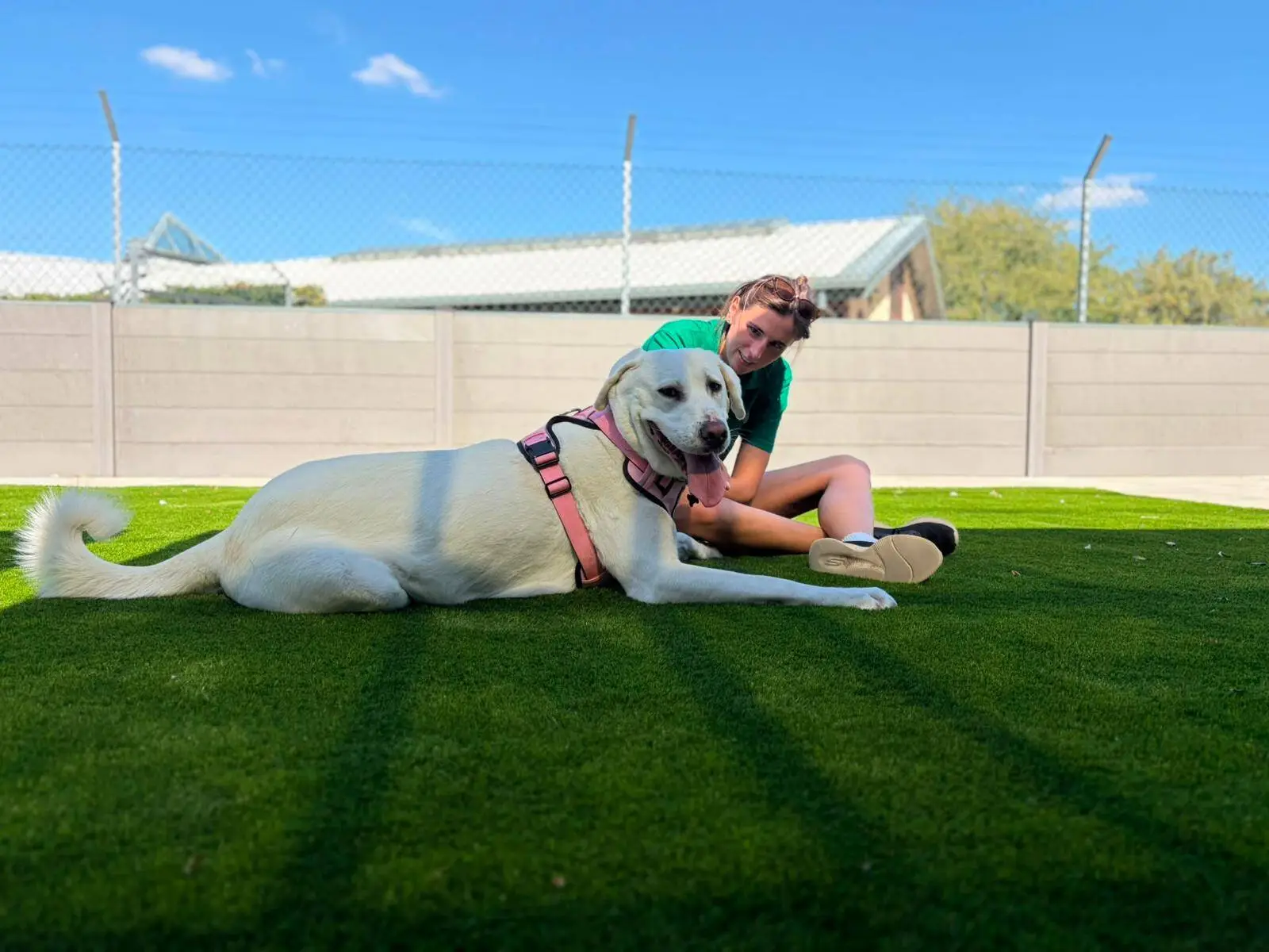 A person sits on green grass, smiling and stroking a large white crossbreed dog, Mavis, who is wearing a pink harness. A fence and buildings are visible in the background under a clear blue sky.