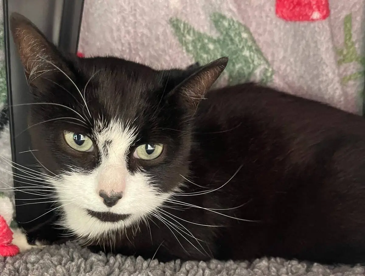 A black and white cat with green eyes lies on a soft grey blanket, looking directly at the camera. A colourful patterned blanket is in the background.