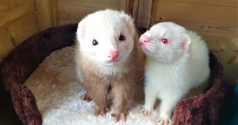 Two small ferrets