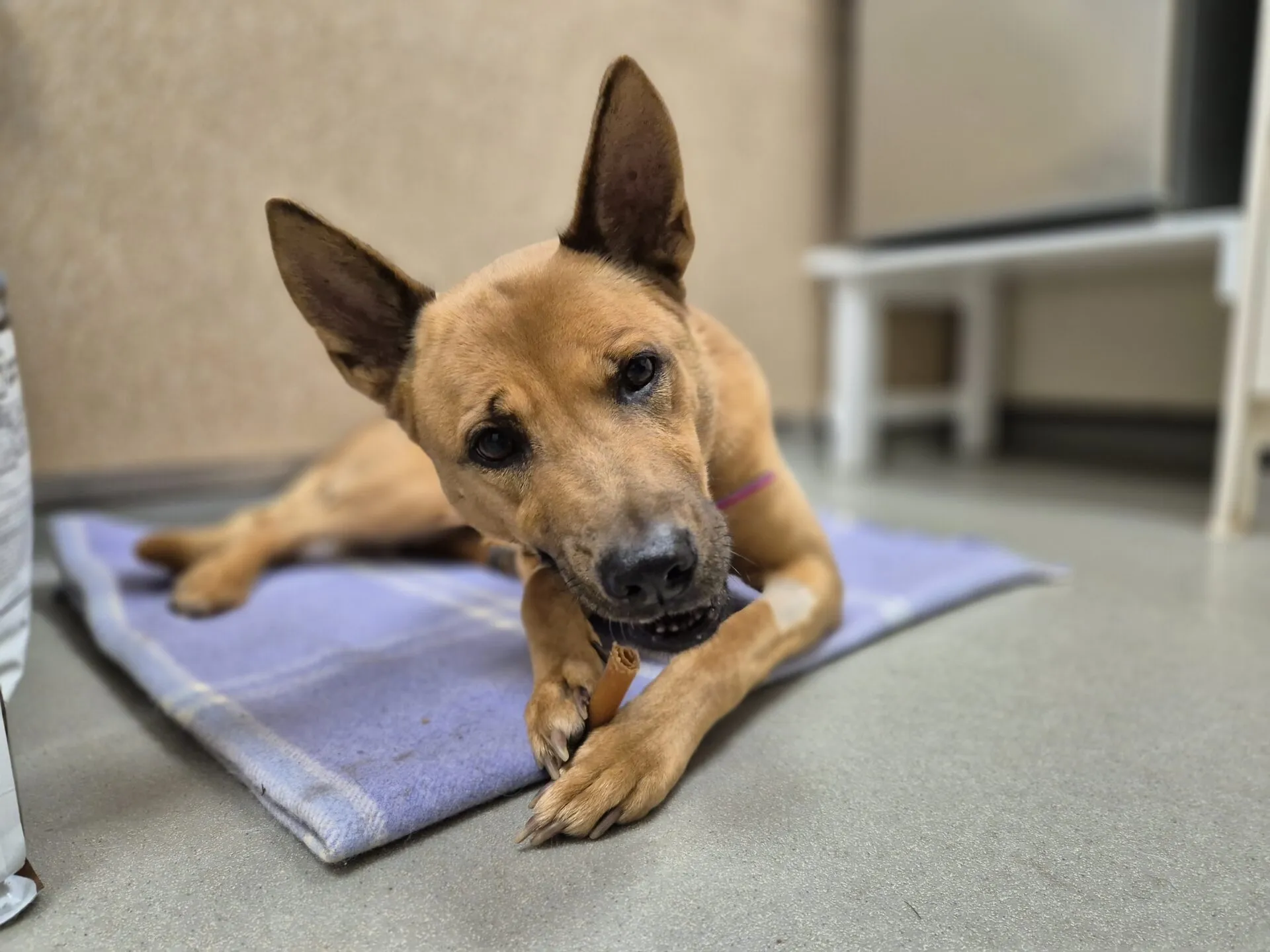 A tan dog with large ears lies on a purple blanket, chewing on a treat. The setting appears to be indoors with light-colored walls and a white table in the background.