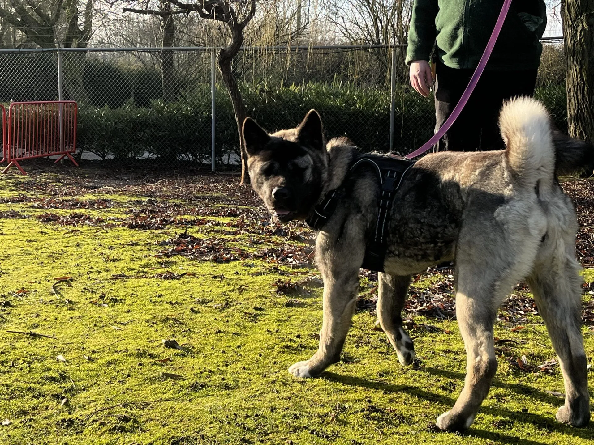 An American Akita with thick fur stands on green grass, facing the camera while on a pink leash held by a person in a green sweater. Sunlight casts shadows, with a fence and trees visible in the background.