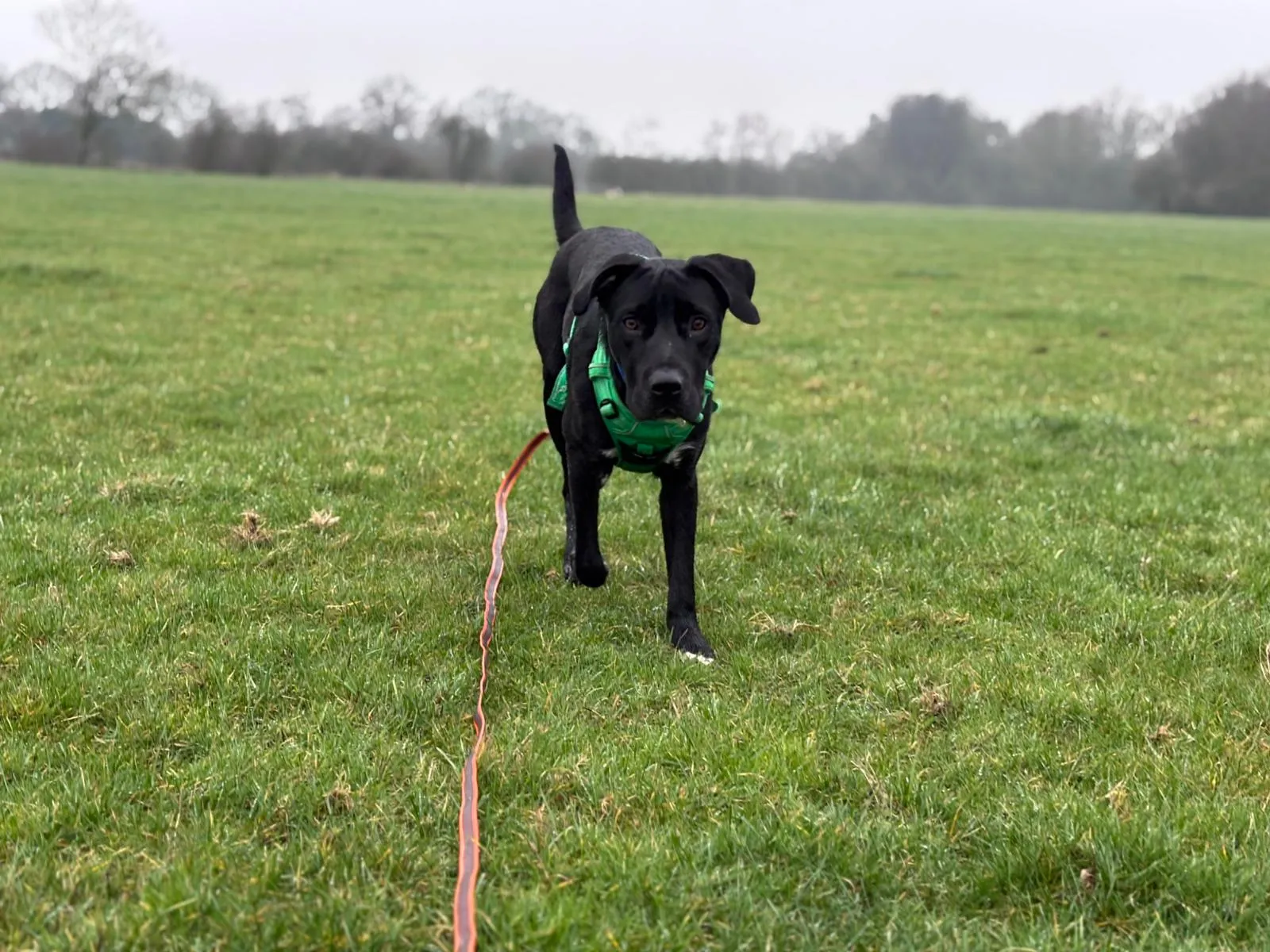 A black dog with white wearing a green harness walks on a grassy field, attached to a long orange leash. The background shows a misty, overcast sky and distant trees.