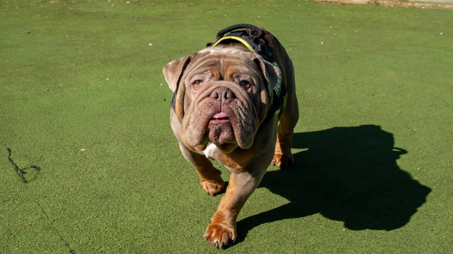 Rocco, a 4 years old male Bulldog available for adoption from Woodgreen in Cambridgeshire