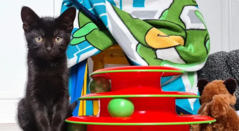 Black cat sitting with their toy