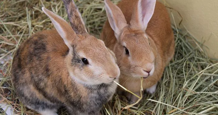 Two brown rabbits sitting in the hay