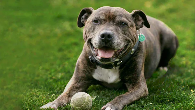 Fostering dogs event