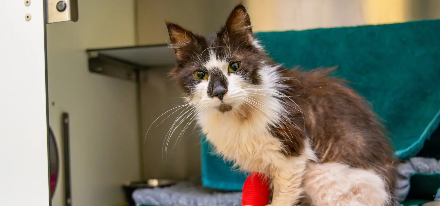 A long-haired black and white cat with a scruffy coat sits on a blanket in a metal enclosure, looking directly at the camera with wide, green eyes.