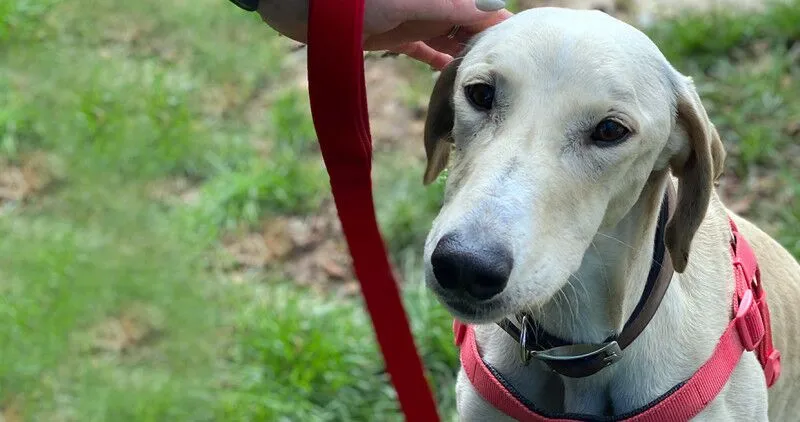 White dog on the lead in the park