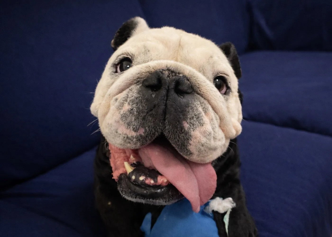 A cheerful bulldog with a light-coloured face and dark body sits on a blue sofa, looking at the camera with its tongue hanging out and mouth open in a playful expression.