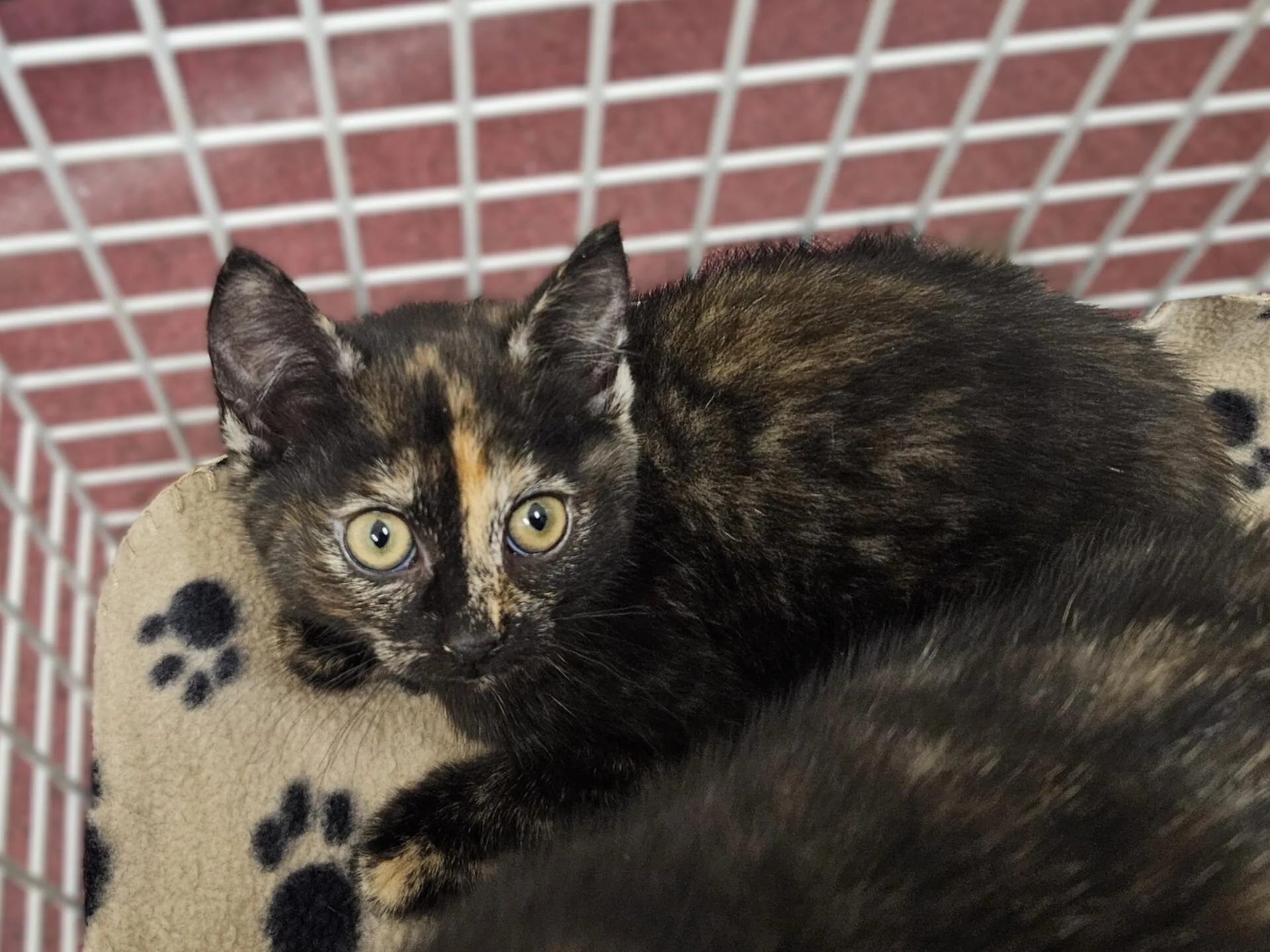 A tortoiseshell kitten with wide yellow eyes lies on a beige blanket with black paw prints inside a white wire enclosure.
