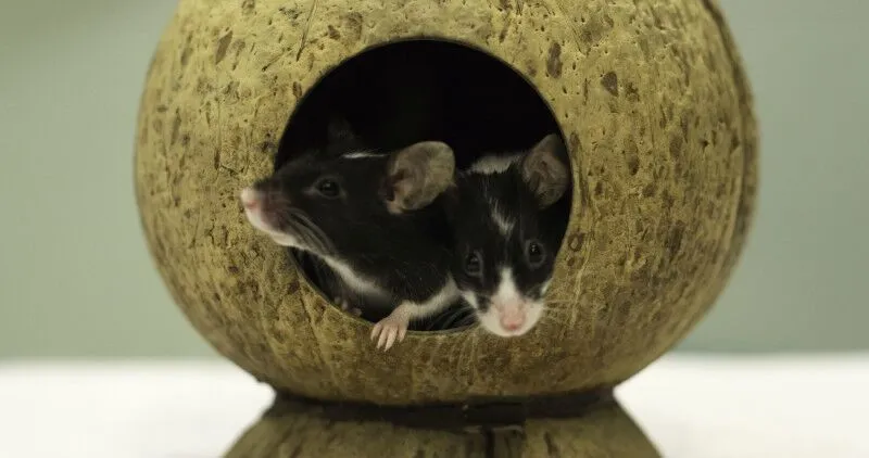 Two mice playing in a toy